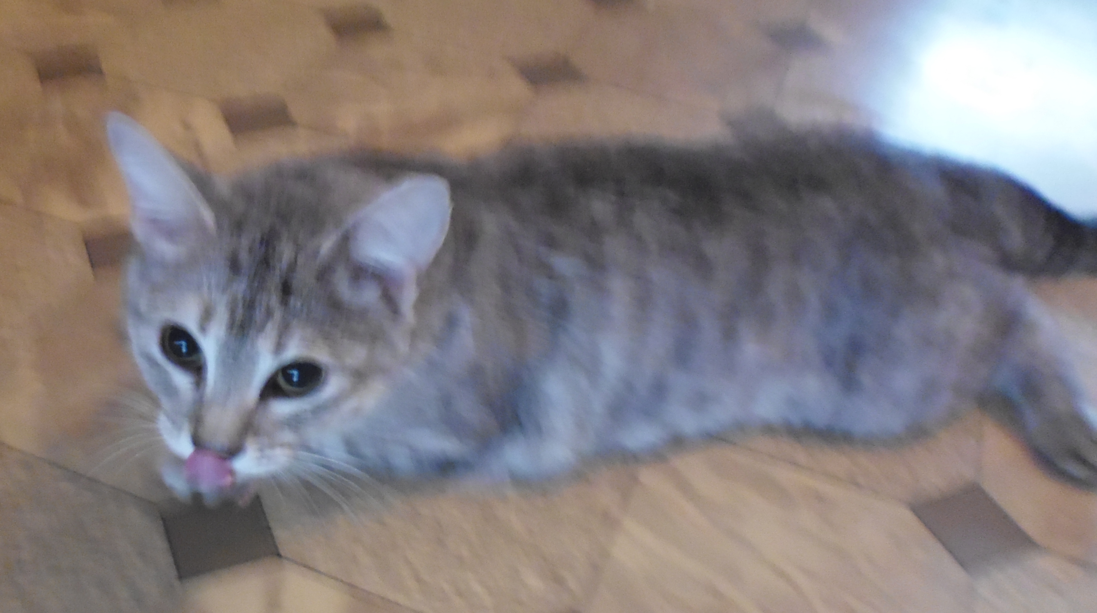 Вискас под наркозом