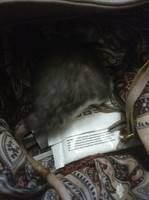 VFL.RU - ваш фотохостинг