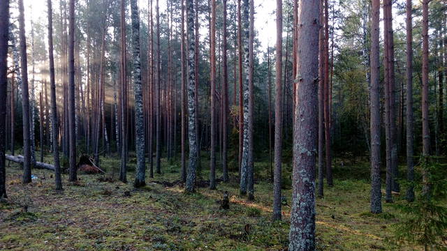 VFL.RU - ваш фотохостинг