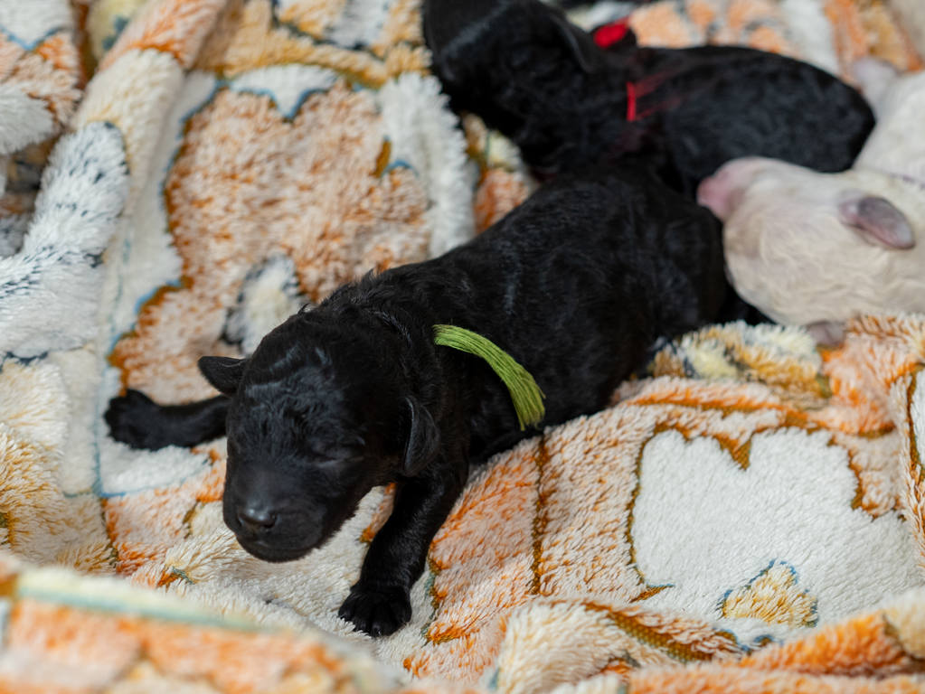 2018-07-17, 11.41.23, 59