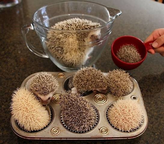 ёжики