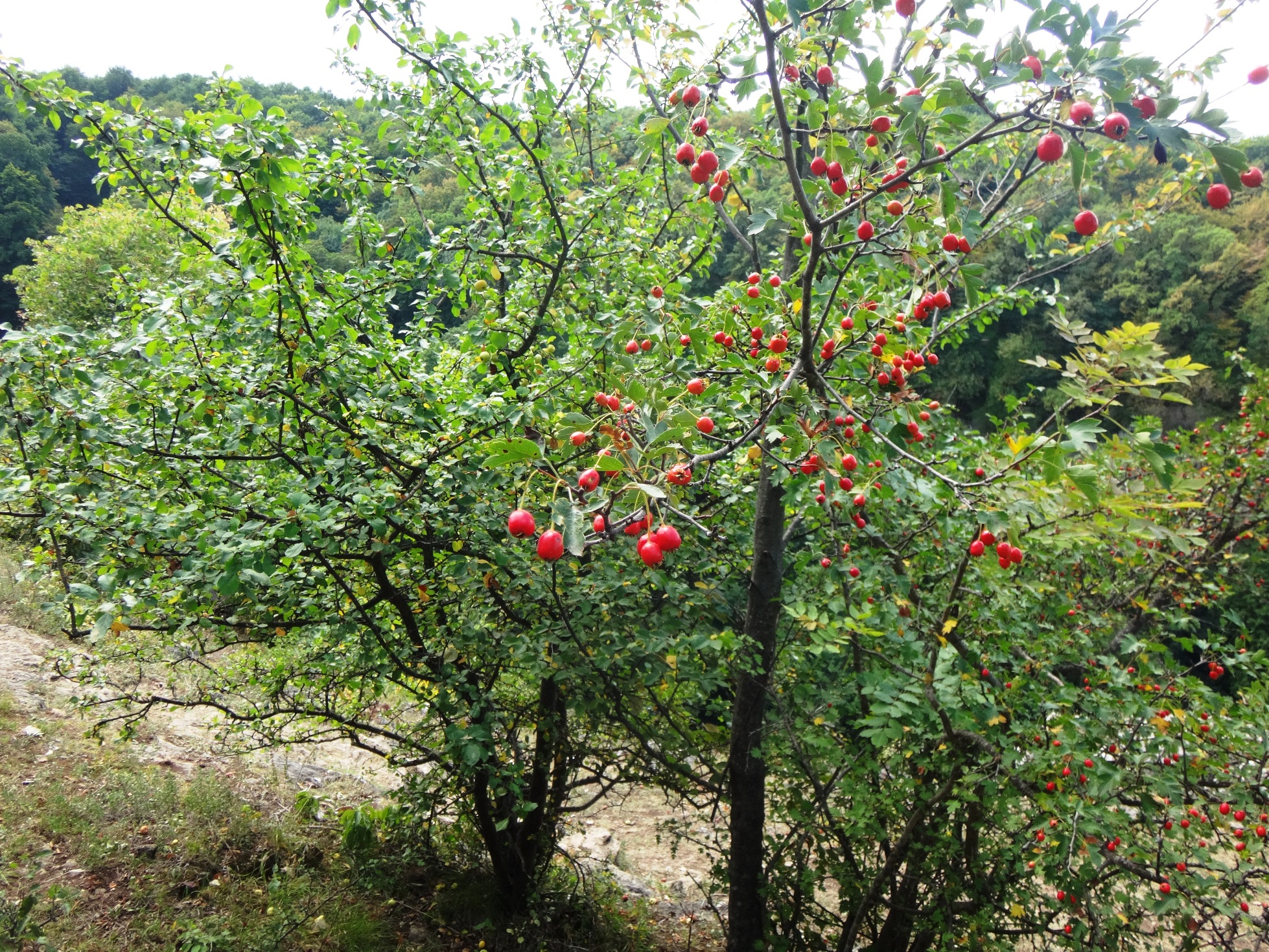 Кавказ, на тропе туристической, Адыгея, 25.08.18 (39)