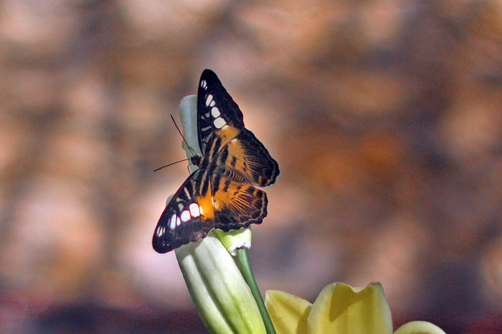 Наблюдать за бабочкой. Взмах крыльев бабочки. Бабочка взмахнула крыльями. Взмах крыла бабочки. Наблюдение за бабочкой.
