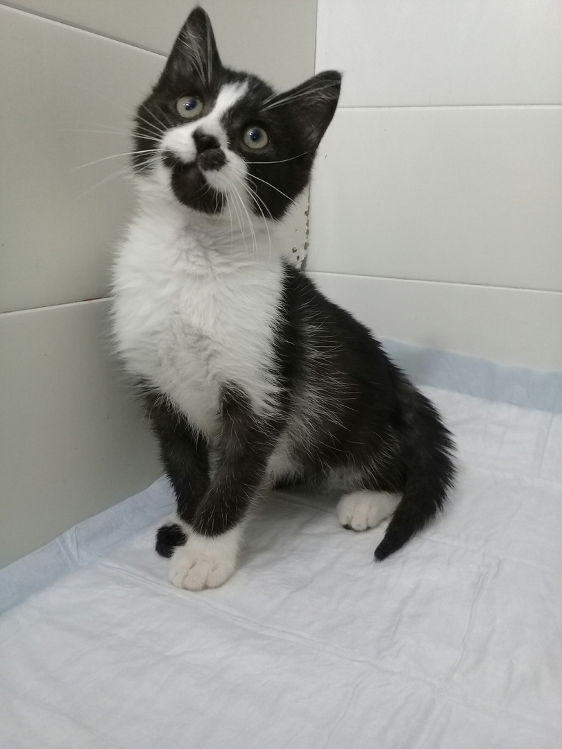 КОТИККККК