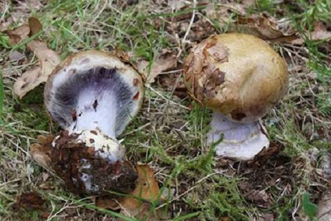 pautinnik-sizonozhkovyjj-cortinarius-glaucopus-lllo5b