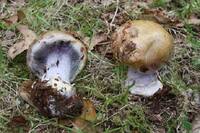 pautinnik-sizonozhkovyjj-cortinarius-glaucopus-lllo5b