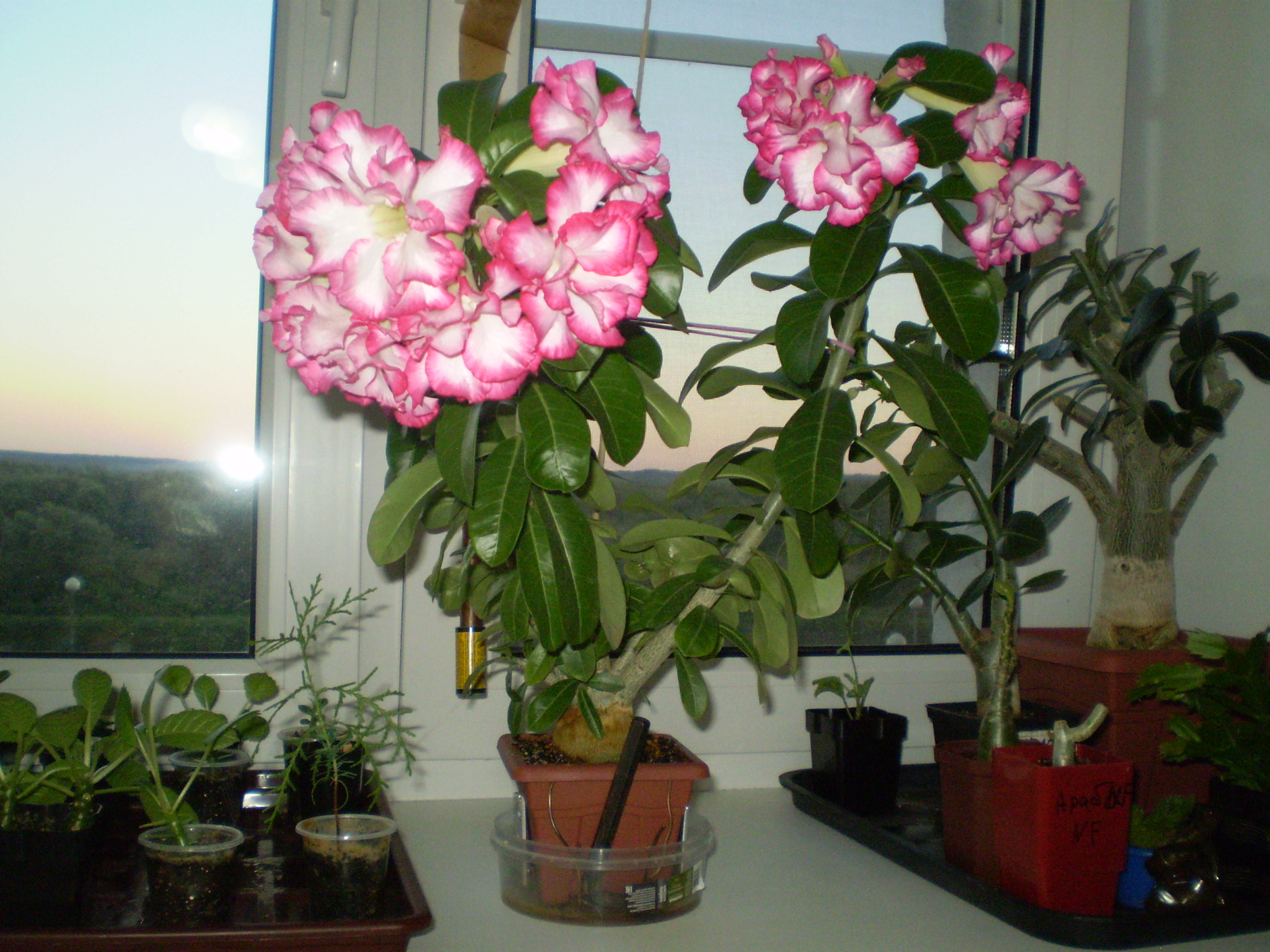 Adenium obesum KO 68