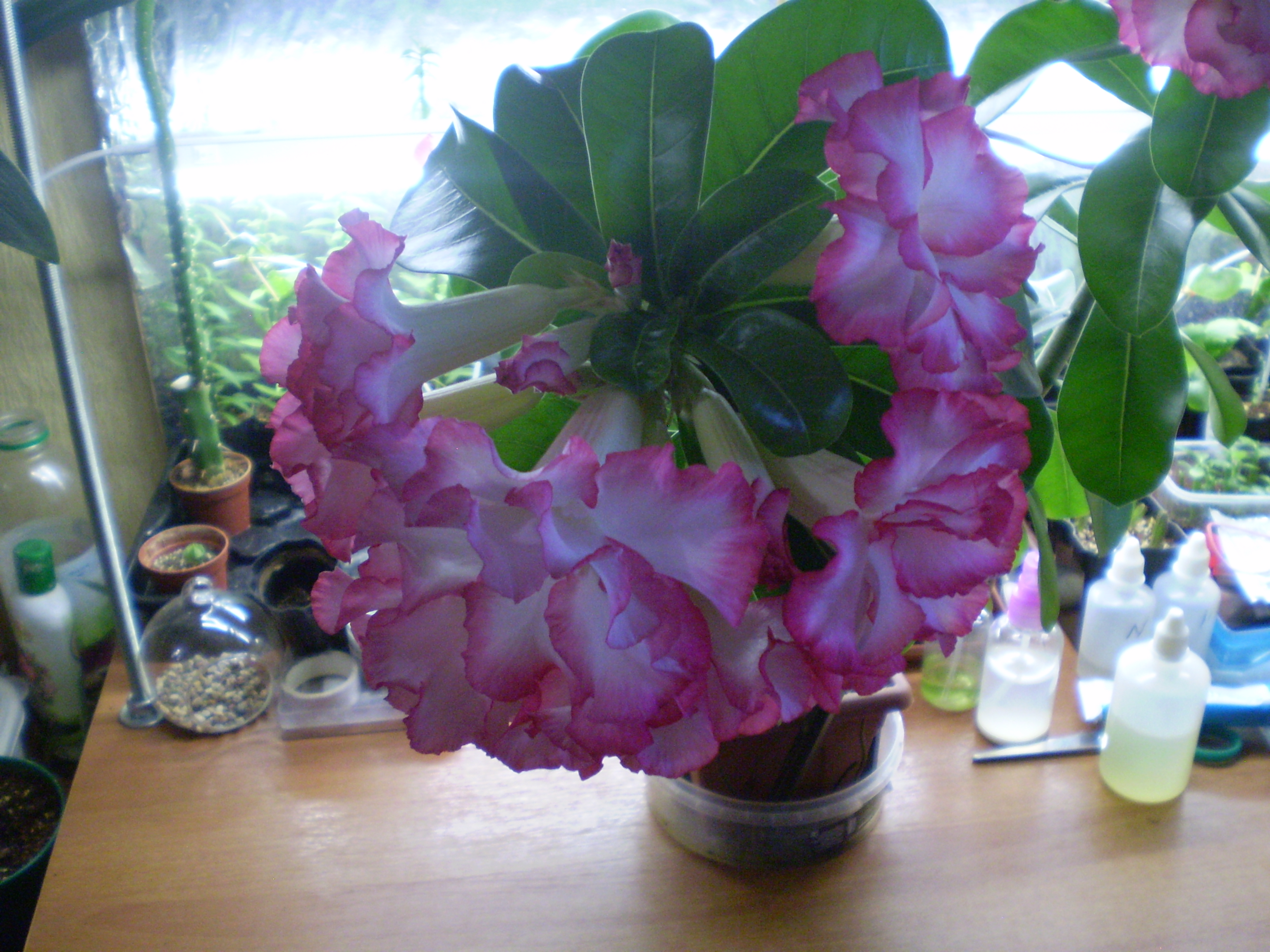 Adenium obesum KO 68