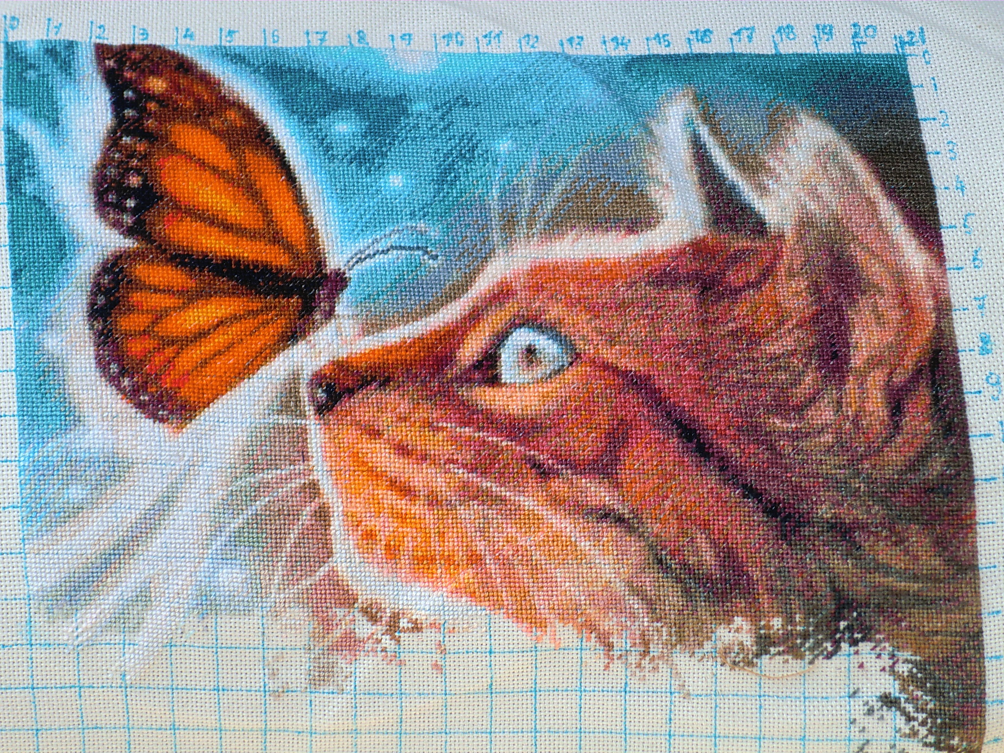 кот и бабочки7