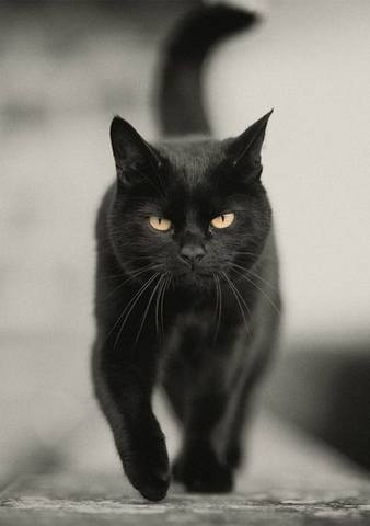 black-haired-cat-1