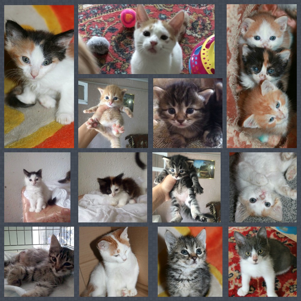 MyCollages