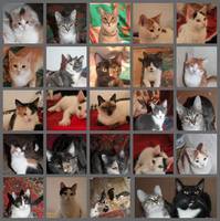 MyCollages (1)