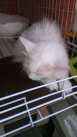 image (12)