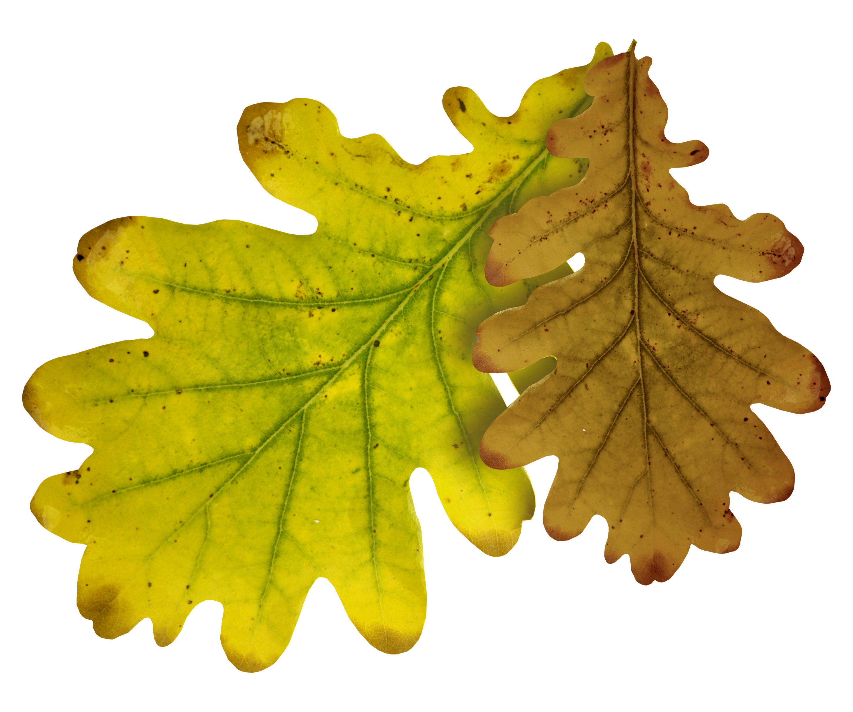 Листьев дуба. Дубовый лист. Листок дуба. Осенний дубовый лист. Дубовый лист осенью.