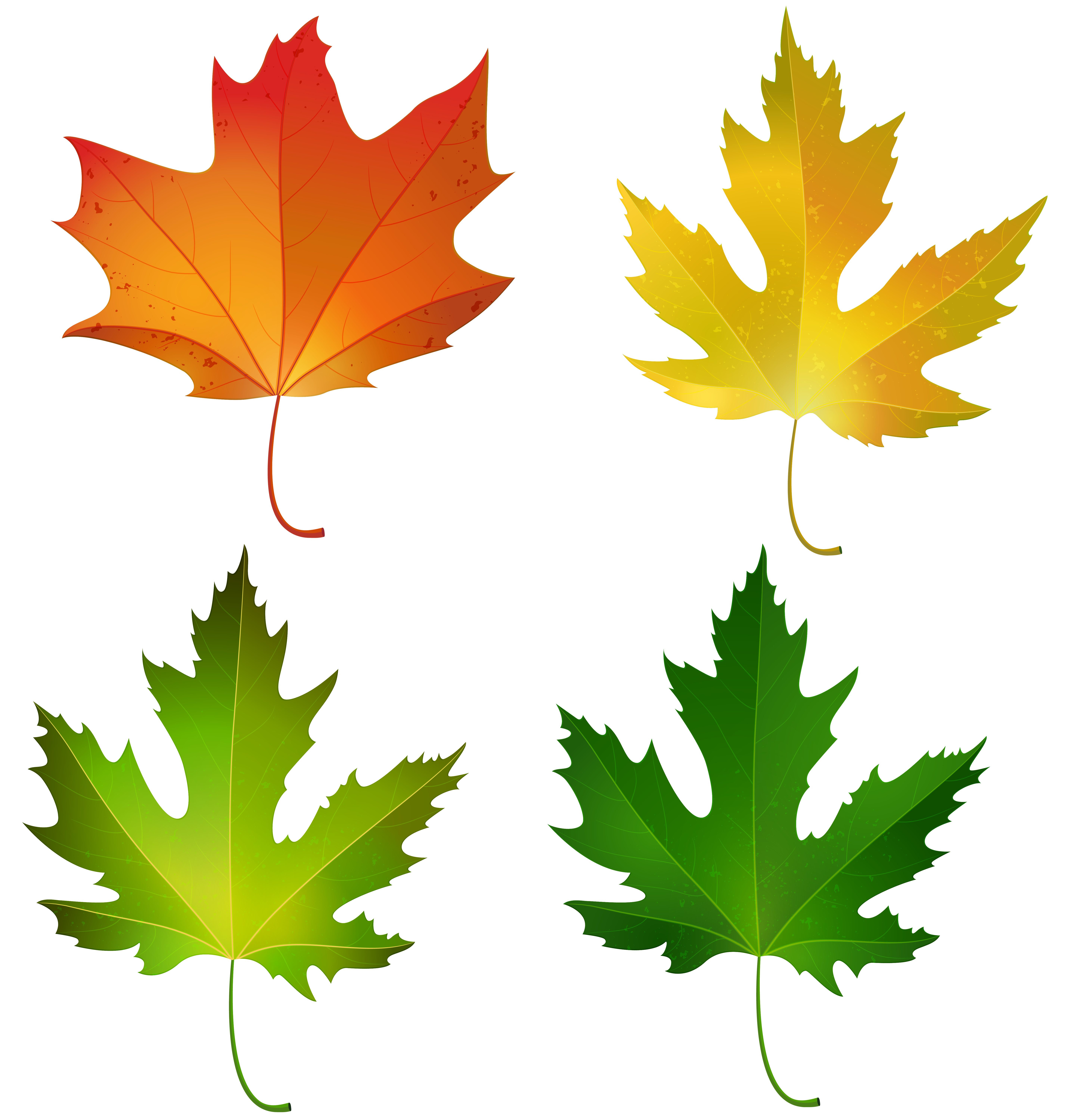 Звук листьев для детей. Кленовые листочки. Листики осенние. Осенние листья картинки. Цветной лист.