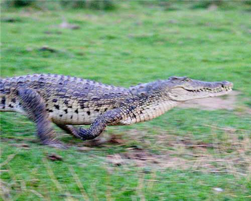 morelet-crocodile-5
