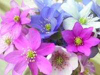 Hepatica nobilis varianter