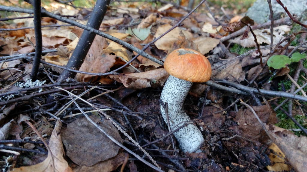 1 (38)
