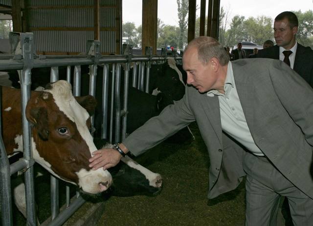 Путин корова