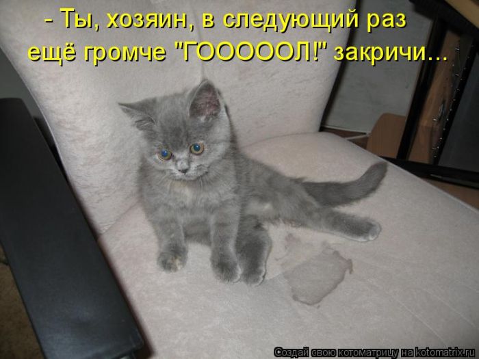 котенок