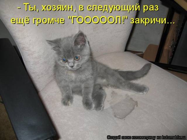 котенок