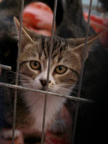 коты 8