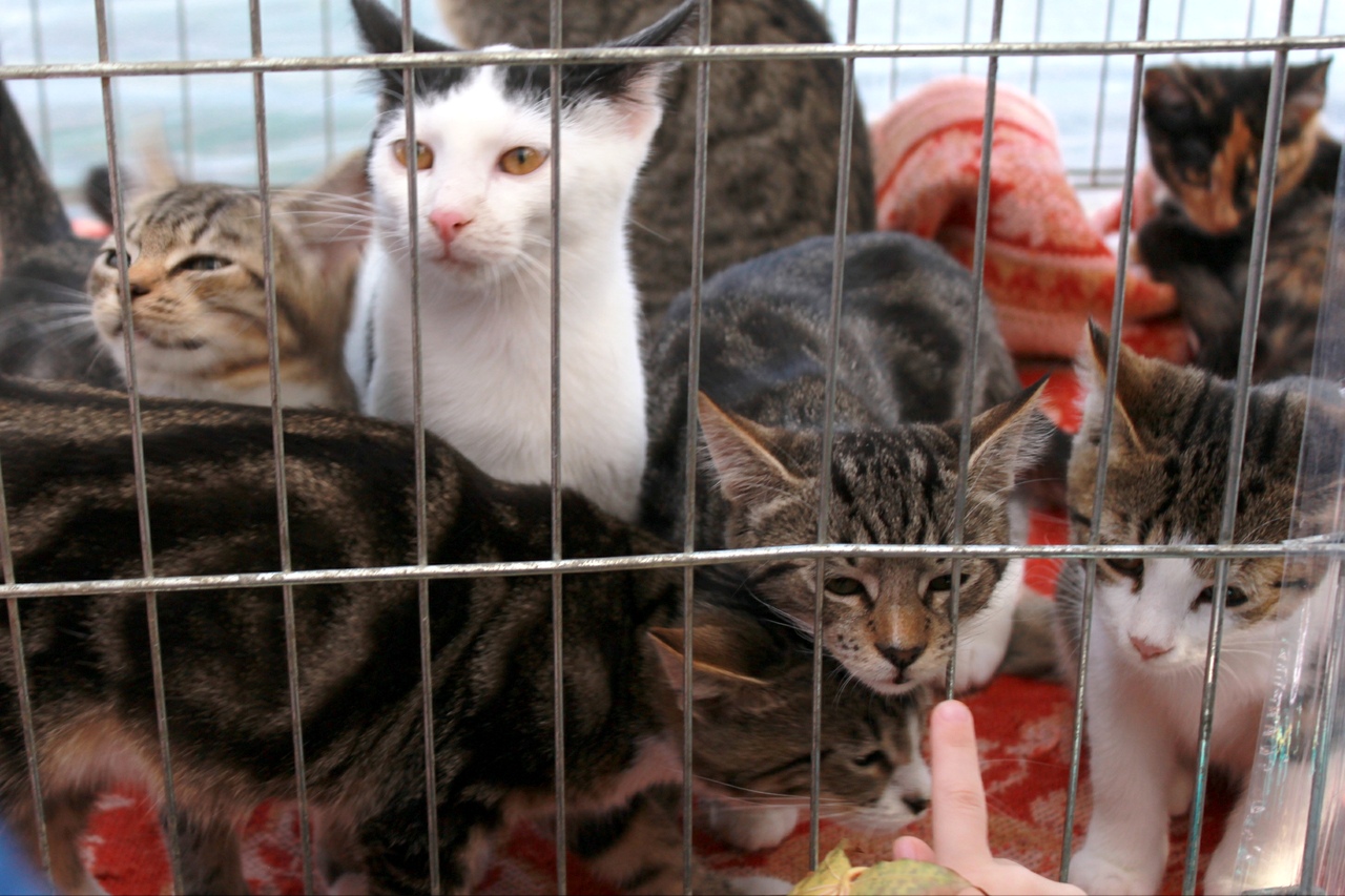 коты 9