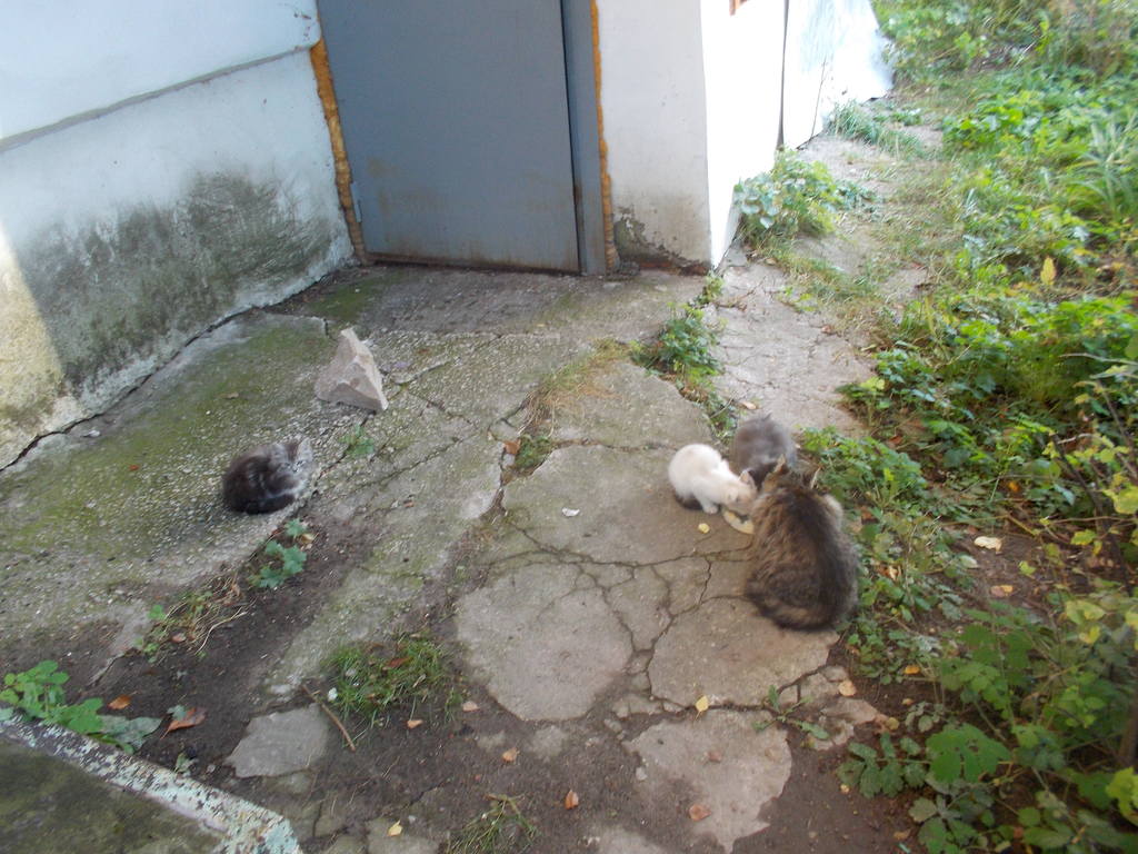 Котята