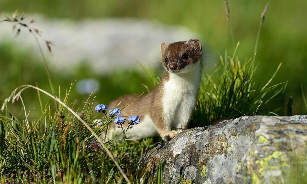 Arto Hakola Shutterstock