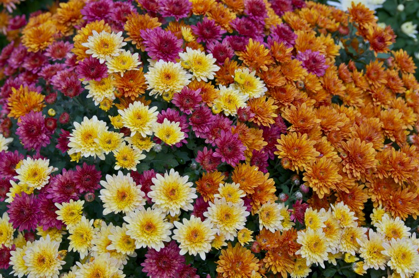 regalar-crisantemos-flor-del-mes-florestore