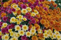 regalar-crisantemos-flor-del-mes-florestore