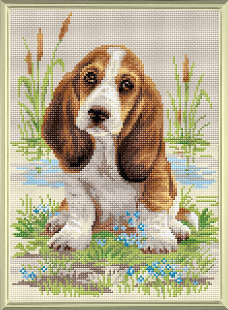 AM0005 Basset Hound Puppy