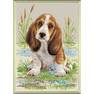 AM0005 Basset Hound Puppy