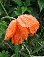 img_1714_5_***