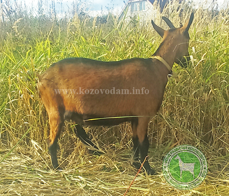 Миланья Мила678