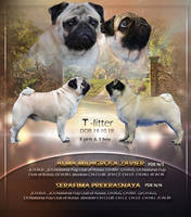 Мопсы1