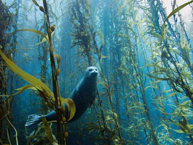 Любопытный тюлень, США.