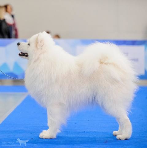 Никос