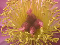 опавший пион