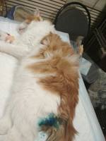 каст Коржик