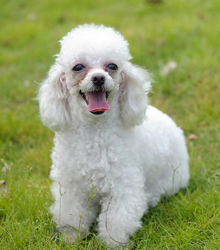 toy poodle2