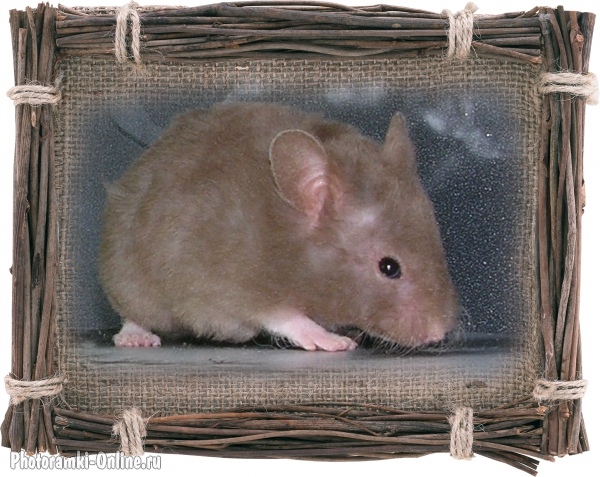 Вендиамин