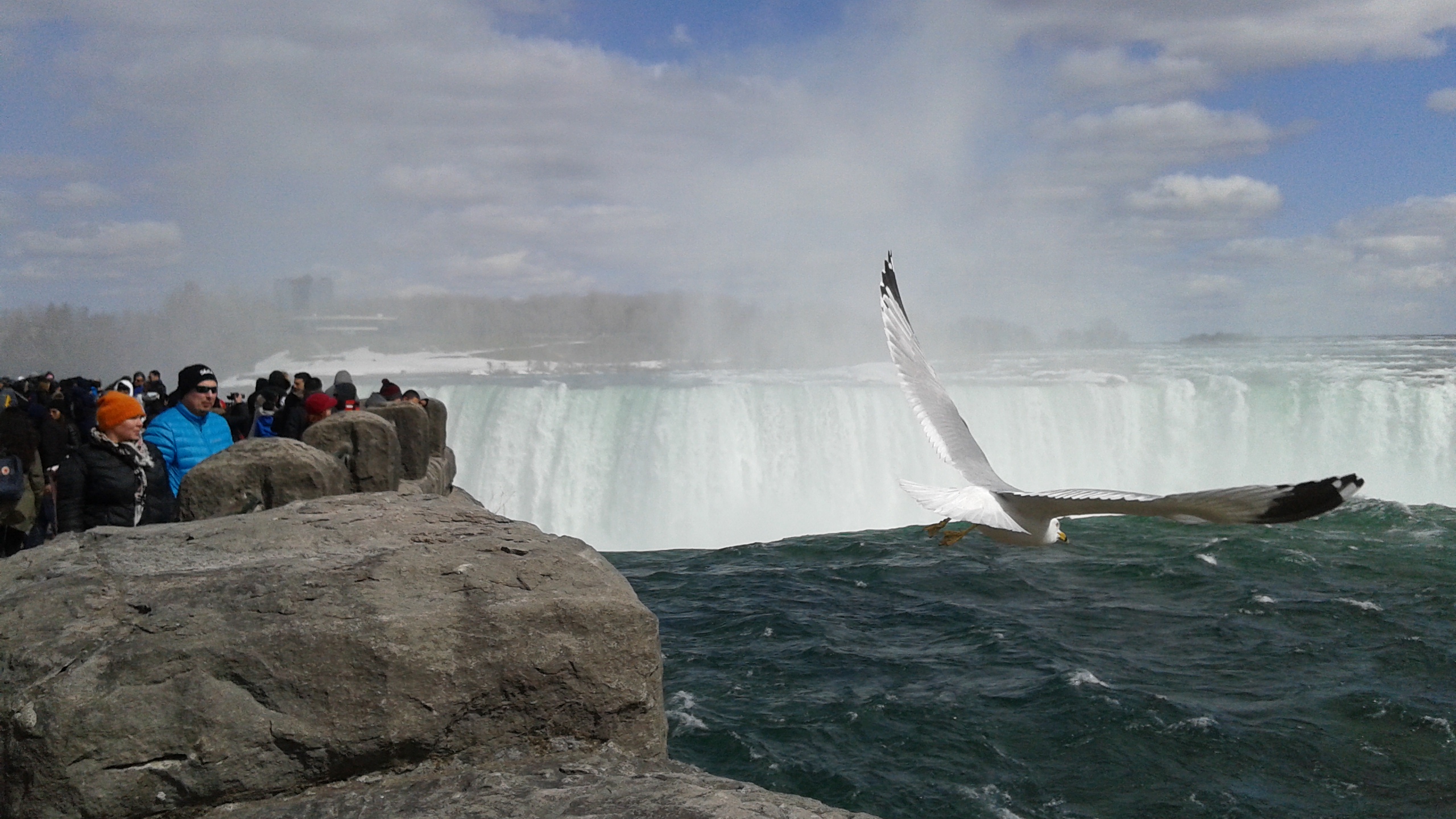 The Falls and the Gull