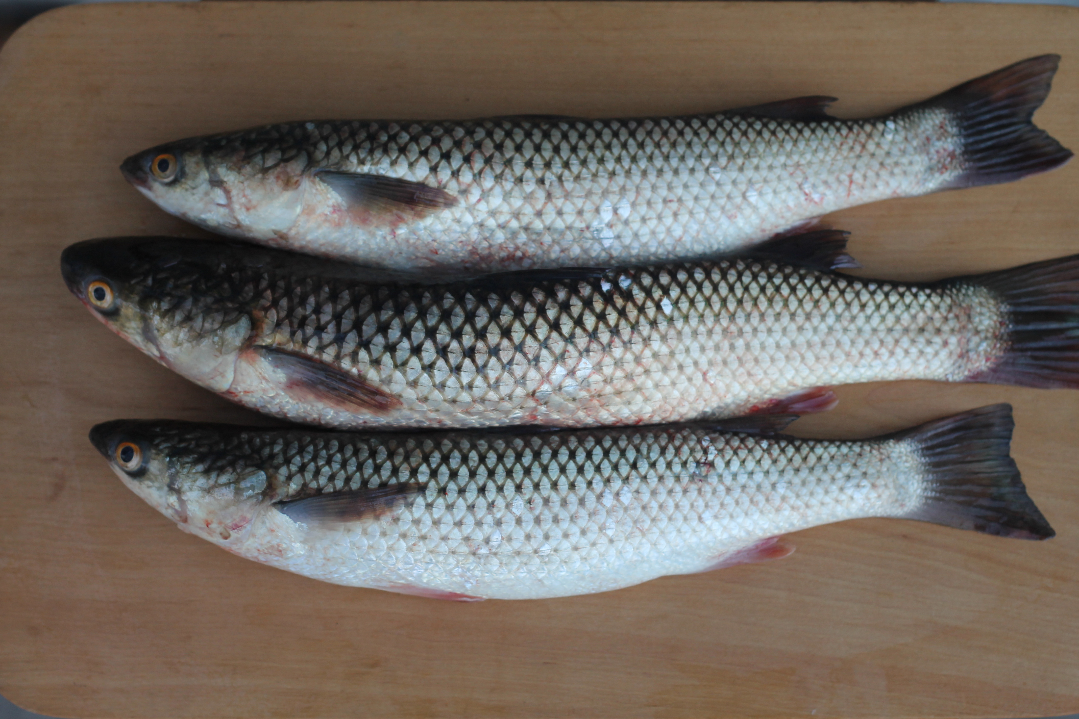 Рыба мокроус фото как готовить польза и вред для организма человека