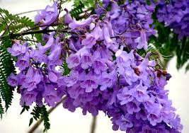 jacaranda