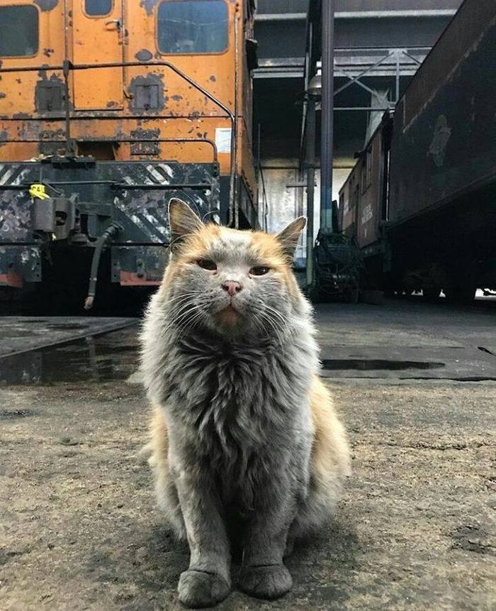 кот