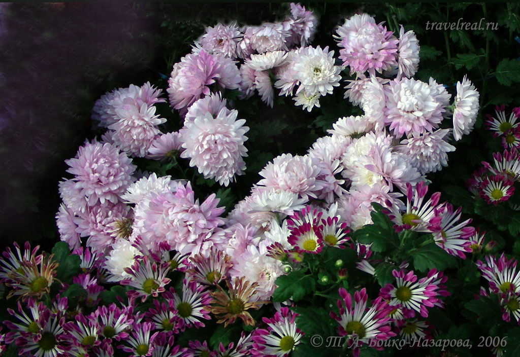 DSCN4906-03