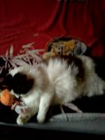 VFL.RU - ваш фотохостинг