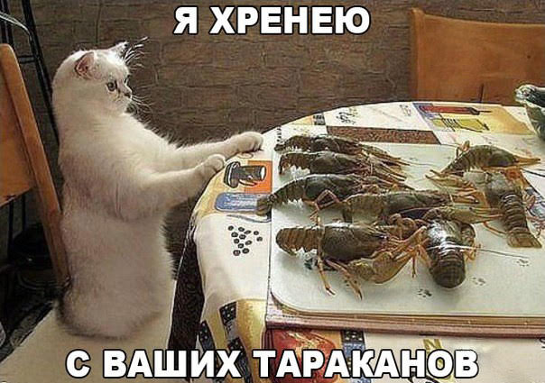 kot i raki