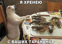 kot i raki